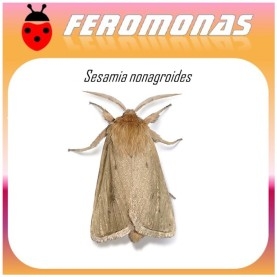 SESAMIA NONAGROIDES feromona taladro maiz 40 dias