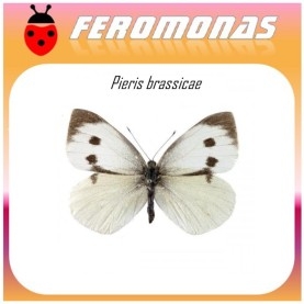 PIERIS BRASSICAE feromona oruga de la col 40 dias