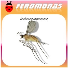 DASINEURA OXYCOCCANA feromona Agrobio