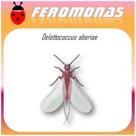 DELOTOCCOCUS ABERIAE cotonet de sudáfrica feromona Agrobio