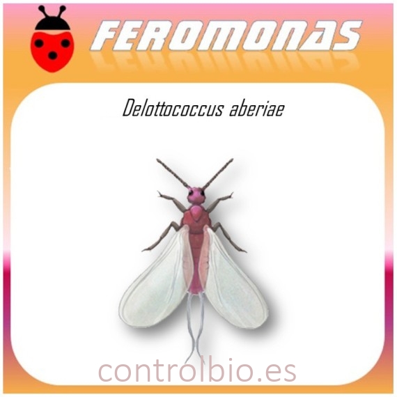 DELOTOCCOCUS ABERIAE cotonet de sudáfrica feromona Agrobio