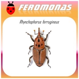 RHYNCHOPHORUS FERRUGINEUS feromona picudo rojo Agrobio 60 dias
