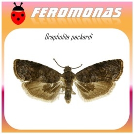 GRAPHOLITA PACKARDI feromona palomilla de las cerezas 40 dias