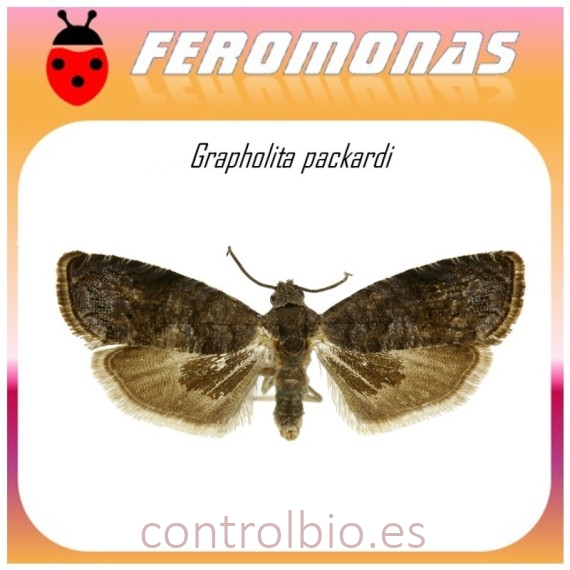 GRAPHOLITA PACKARDI feromona palomilla de las cerezas 40 dias