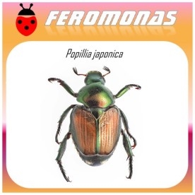 POPILLIA JAPONICA feromona escarabajo japones 45 dias