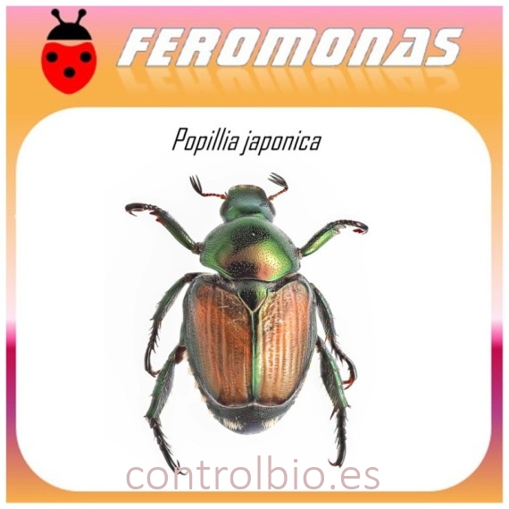 POPILLIA JAPONICA feromona escarabajo japones 45 dias