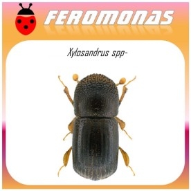 XYLOSANDRUS SPP feromoma 60 dias