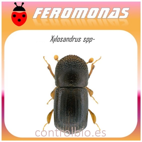 XYLOSANDRUS SPP feromoma 60 dias