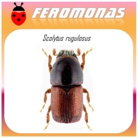 SCOLYTUS RUGULOSUS feromona barrenillo manzano 40 dias