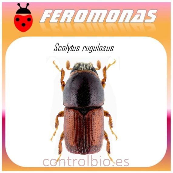 SCOLYTUS RUGULOSUS feromona barrenillo manzano 40 dias