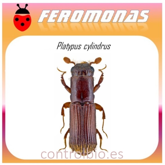 PLATYPUS CYLINDRUS feromona barrenillo alcornoque 60 dias