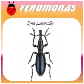 CYLAS PUNCTICOLLIS feromona picudo africano batata 40 dias
