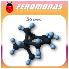 BETA PINENO 60 dias