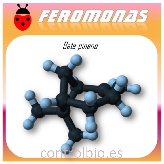 BETA PINENO 60 dias