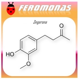 ZINGERONA 90 dias