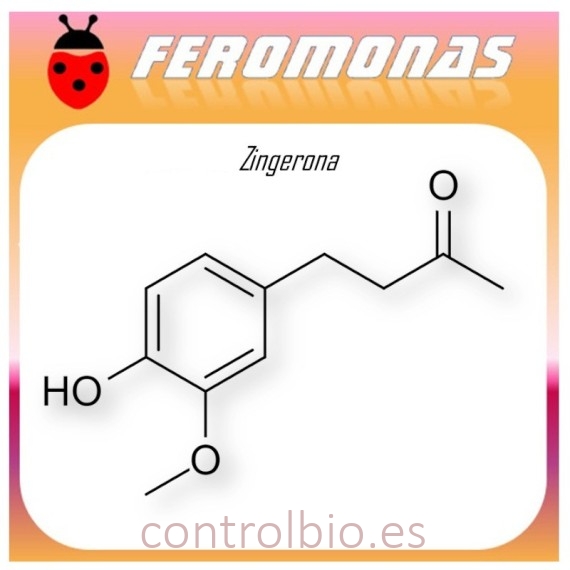 ZINGERONA 90 dias