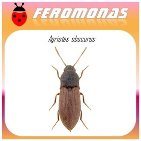 AGRIOTES OBSCURUS feromona de agriote 45 dias