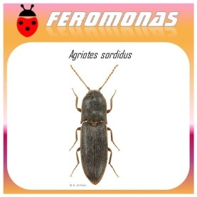 AGRIOTES SORDIDUS feromona gusano de alambre 60 dias