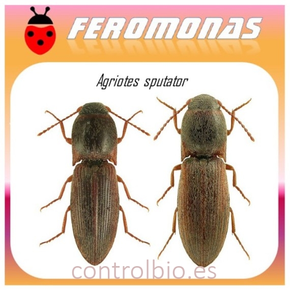 AGRIOTES SPUTATOR feromona gusano de alambre
