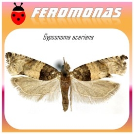GIPSONOMA ACERIANA feromona tortricido del chopo