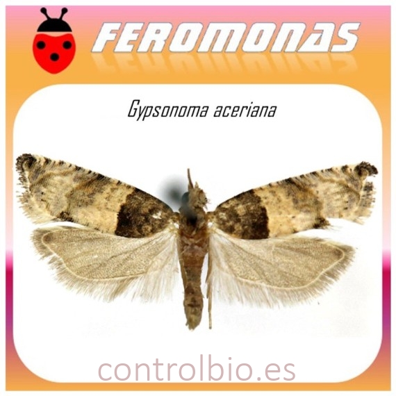 GIPSONOMA ACERIANA feromona tortricido del chopo