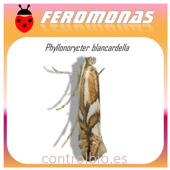 PHYLLONORYCTER BLANCARDELLA feromona minador de la hoja del manzano