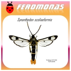 SYNANTHEDON SCOLIAEFORMIS feromona polilla galesa 45 dias