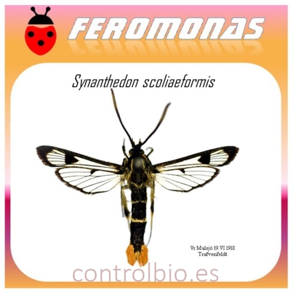 SYNANTHEDON SCOLIAEFORMIS feromona polilla galesa 45 dias