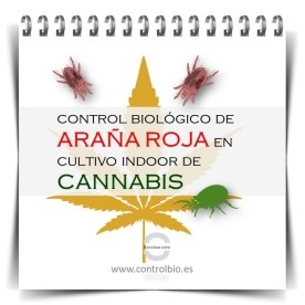 GUÍA FÁCIL. Control biológico de araña roja en cultivo indoor de cannabis