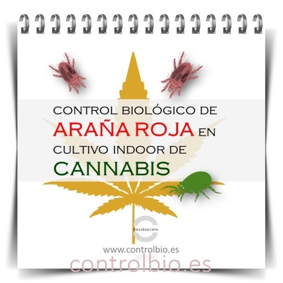 GUÍA FÁCIL. Control biológico de araña roja en cultivo indoor de cannabis