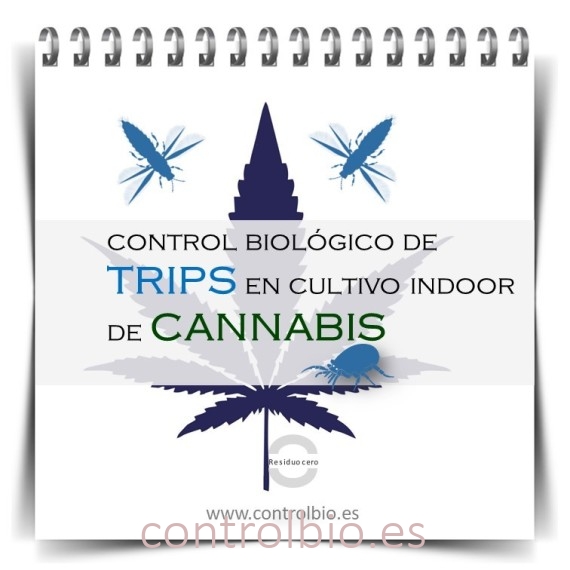 GUÍA FÁCIL. Control biológico de trips en cultivo indoor de cannabis