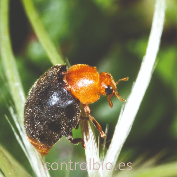 CRYPTOLINE 500 larvas mariquita depredadora de cochinilla algodonosa