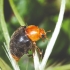 CRYPTOLINE 500 larvas mariquita depredadora de cochinilla algodonosa