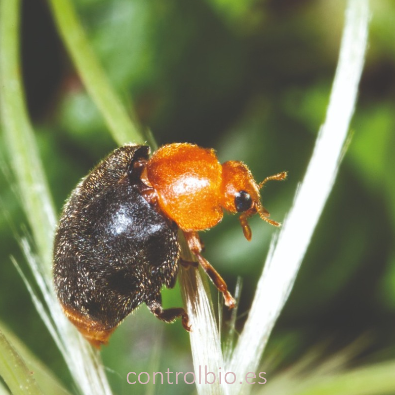 CRYPTOLINE 500 larvas mariquita depredadora de cochinilla algodonosa