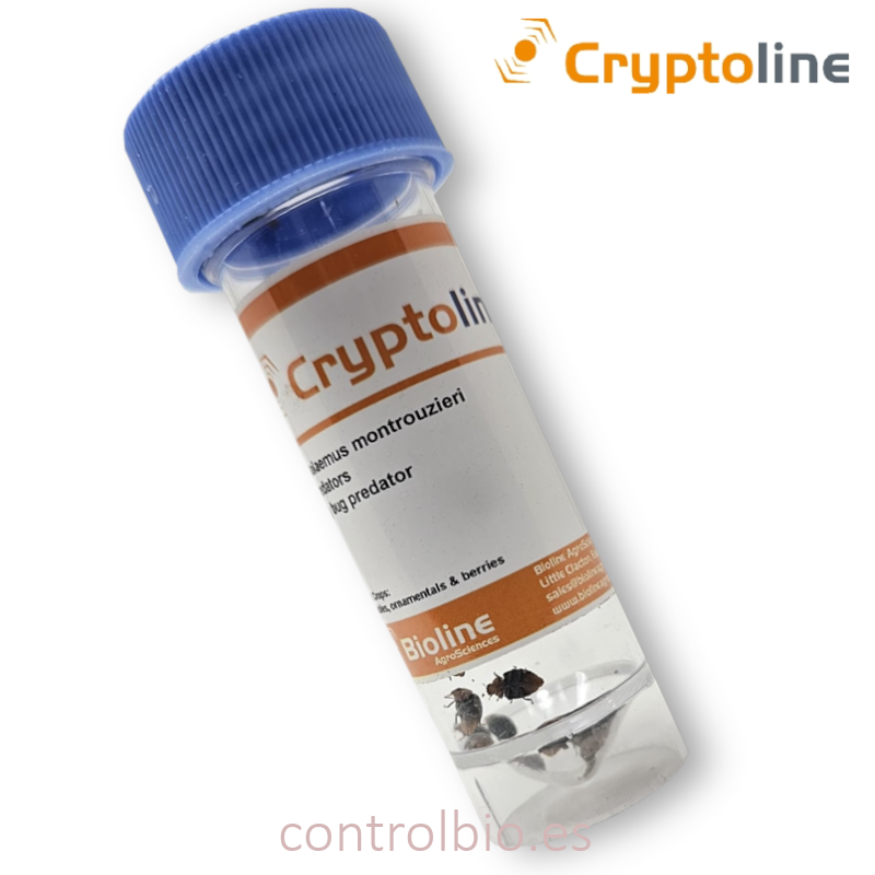CRYPTOLINE 500 larvas mariquita depredadora de cochinilla algodonosa