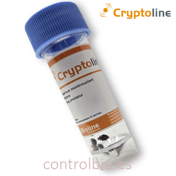 CRYPTOLINE 500 adultos de cryptolaemus contra cotonet