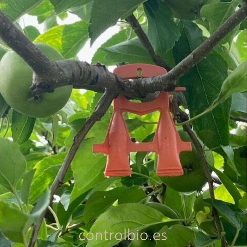 CYDIATEC confusión sexual para control de Cydia pomonella