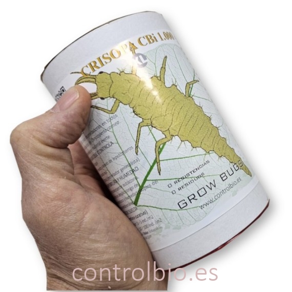 CRISOPA CBi 1.000 larvas depredadoras