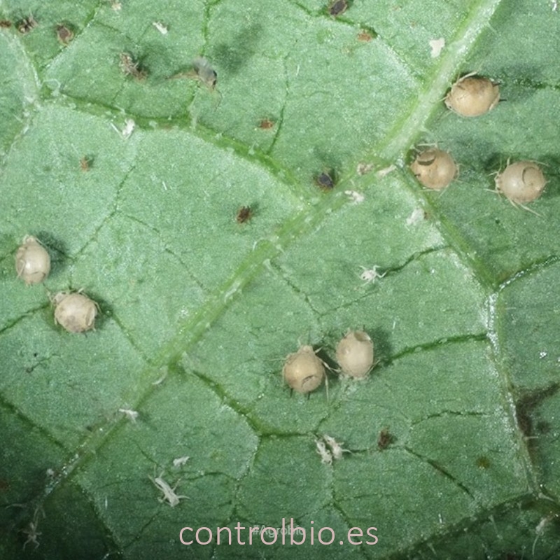 APHIcontrol 5000 pupas de aphidius colemani