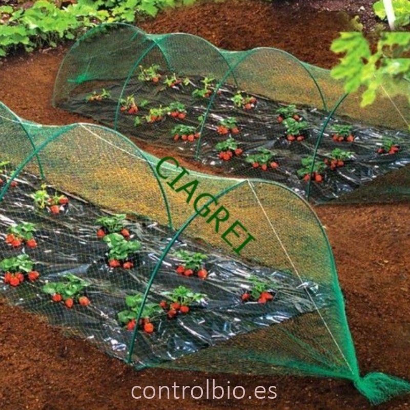 MALLA protectora antipajaros verde bolsa 6X10mt