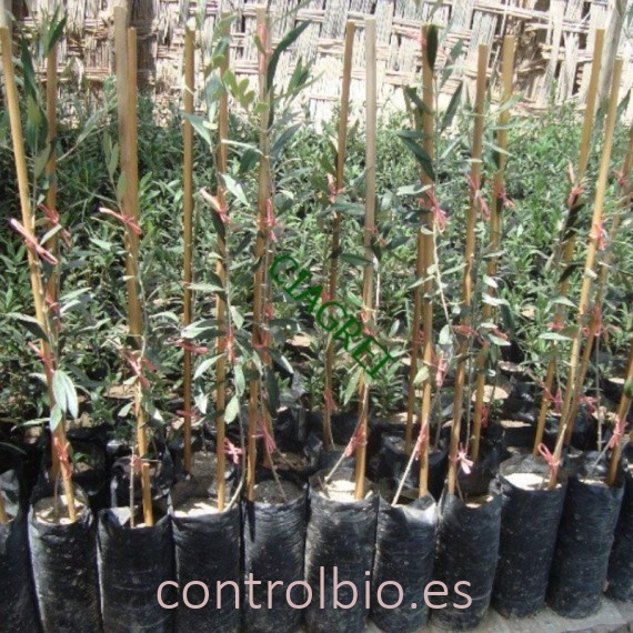 BOLSA olivos negra 23x35 paquete 50 Ud