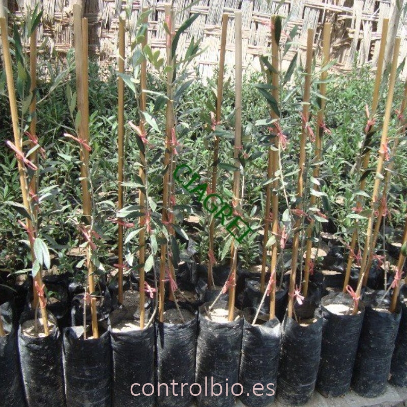 BOLSA olivos negra 23x35 paquete 50 Ud