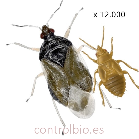 ORIUS CBi 12.000 Orius laevigatus depredador de trips