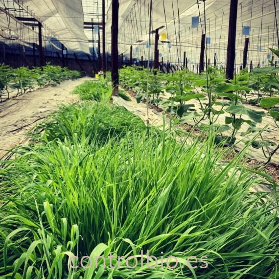 PLANTACONTROL-S  banker de Sitobion avenae