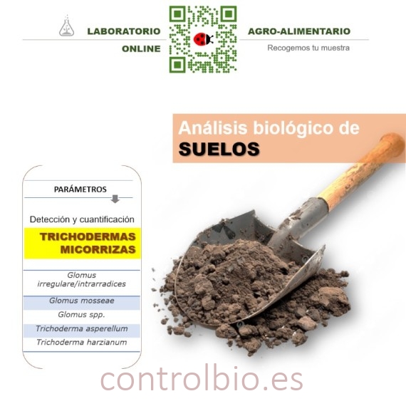 DETECCIÓN de trichodermas y micorrizas