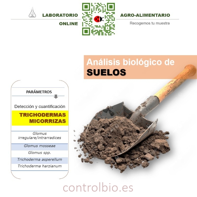 DETECCIÓN de trichodermas y micorrizas