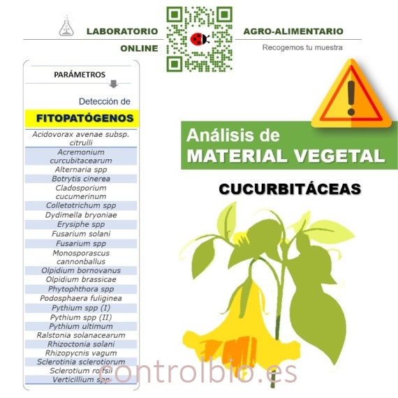 DETECCIÓN DE FITOPATÓGENOS en cucurbitáceas