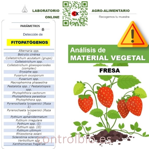 DETECCIÓN DE FITOPATÓGENOS EN FRESA