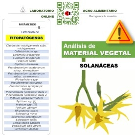 DETECCIÓN DE FITOPATÓGENOS en solanáceas