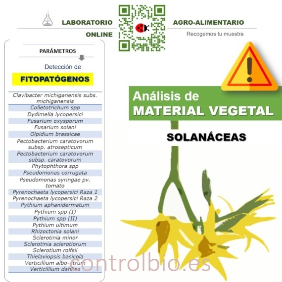 DETECCIÓN DE FITOPATÓGENOS en solanáceas